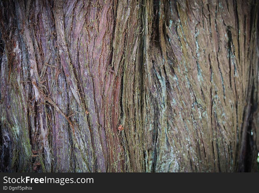 A shot of the bark of a curious tree. This photo is available to use in anything that you wish, with no attribution required. A shot of the bark of a curious tree. This photo is available to use in anything that you wish, with no attribution required.