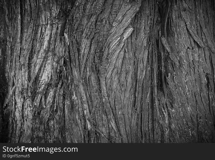 A shot of the bark of a curious tree. This photo is available to use in anything that you wish, with no attribution required. A shot of the bark of a curious tree. This photo is available to use in anything that you wish, with no attribution required.