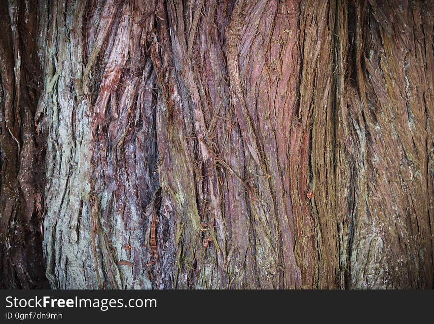 A shot of the bark of a curious tree. This photo is available to use in anything that you wish, with no attribution required. A shot of the bark of a curious tree. This photo is available to use in anything that you wish, with no attribution required.