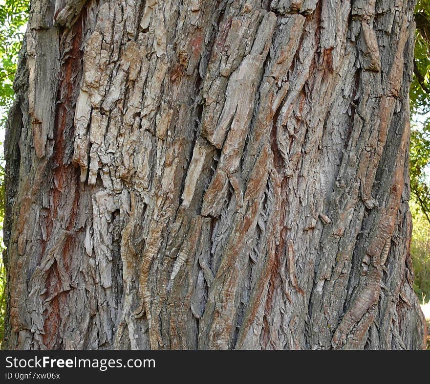 Brown, Plant, Tree, Trunk, Wood, Terrestrial plant