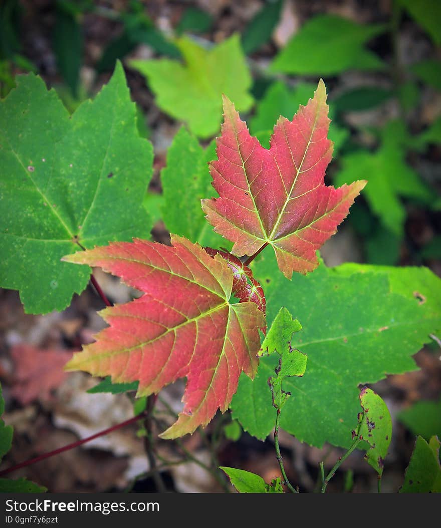 Maple sapling &#x28;possibly Acer rubrum&#x29; with red-tinted new leaf growth along the Appalachian Trail, Monroe County. I&#x27;ve licensed this photo as CC0 for release into the public domain. You&#x27;re welcome to download the photo and use it without attribution. Maple sapling &#x28;possibly Acer rubrum&#x29; with red-tinted new leaf growth along the Appalachian Trail, Monroe County. I&#x27;ve licensed this photo as CC0 for release into the public domain. You&#x27;re welcome to download the photo and use it without attribution.