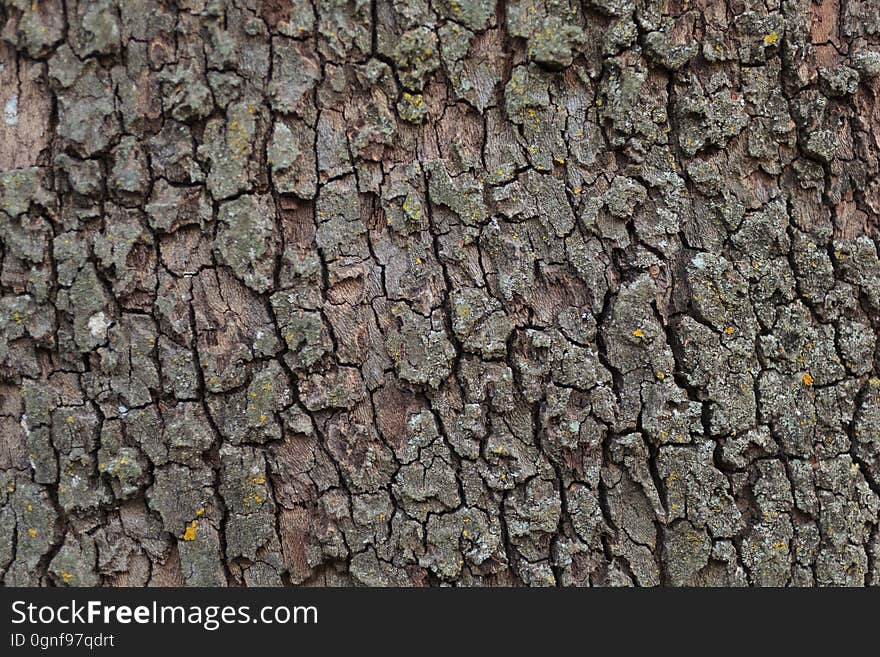 A macro shot of tree bark. A macro shot of tree bark.