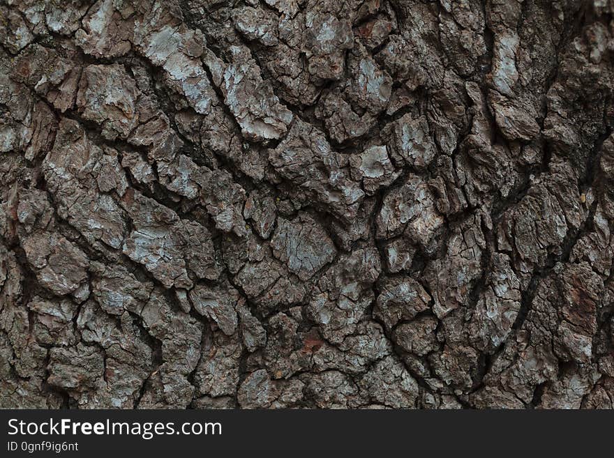 A macro shot of tree bark. A macro shot of tree bark.