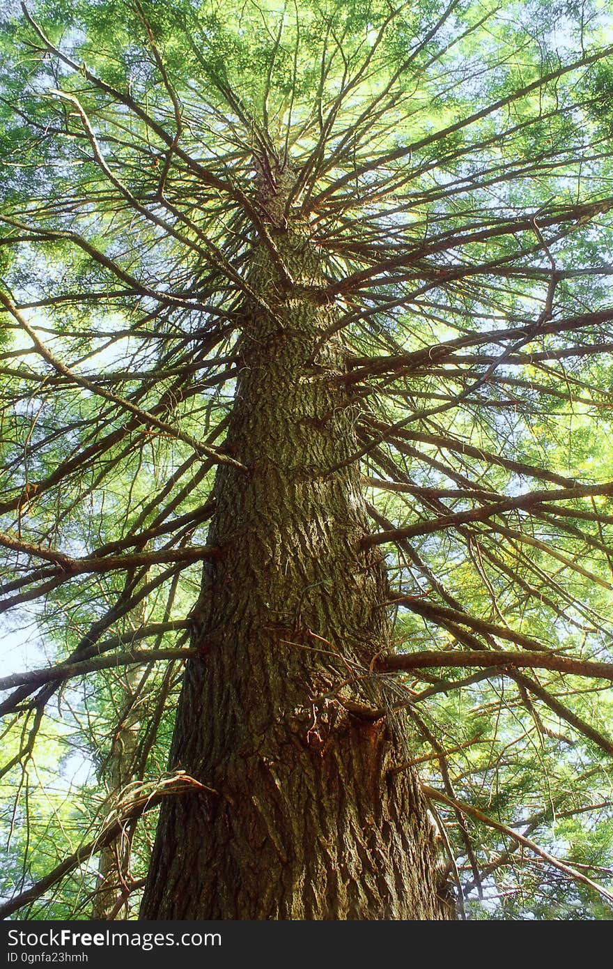 Giant &#x28;possibly old-growth&#x29; hemlock near Nescopeck Creek, Luzerne County, within Nescopeck State Park. I&#x27;ve licensed this photo as CC0 for release into the public domain. You&#x27;re welcome to download the photo and use it without attribution. Giant &#x28;possibly old-growth&#x29; hemlock near Nescopeck Creek, Luzerne County, within Nescopeck State Park. I&#x27;ve licensed this photo as CC0 for release into the public domain. You&#x27;re welcome to download the photo and use it without attribution.