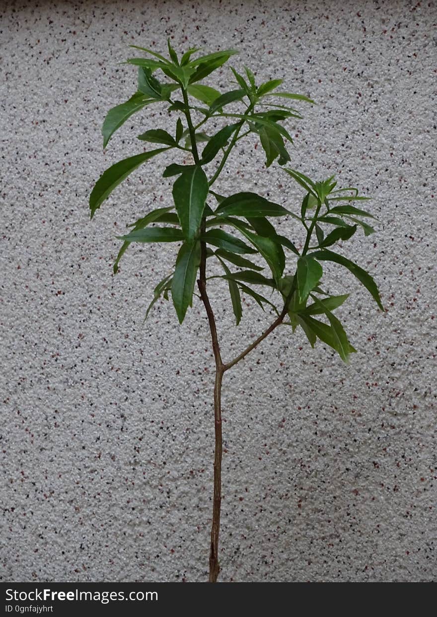 A baobab sapling I have been growing for about 2.5 years. He is now starting to drop his leaves for autumn. See you next spring buddy! ;&#x29; All my photos can be used for free for your blogs or websites. I add new free photos daily. A baobab sapling I have been growing for about 2.5 years. He is now starting to drop his leaves for autumn. See you next spring buddy! ;&#x29; All my photos can be used for free for your blogs or websites. I add new free photos daily.