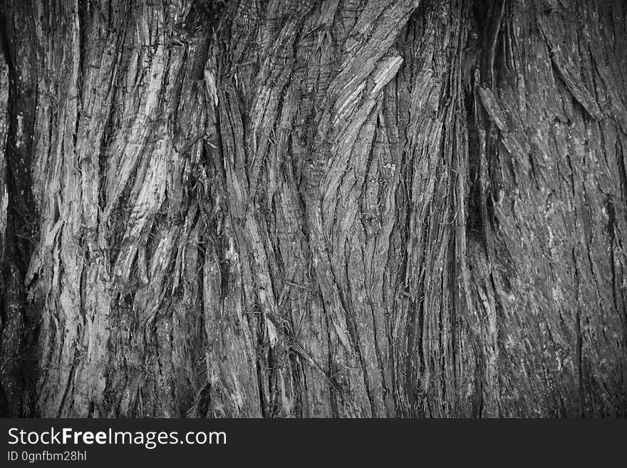 A shot of the bark of a curious tree. This photo is available to use in anything that you wish, with no attribution required. A shot of the bark of a curious tree. This photo is available to use in anything that you wish, with no attribution required.