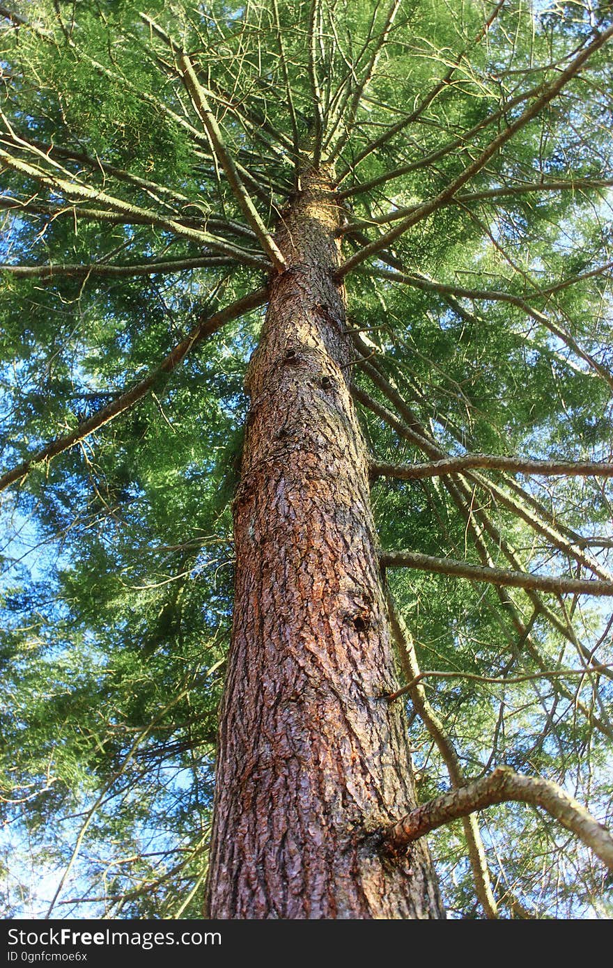 Large &#x28;possibly old-growth&#x29; hemlock, Lackawanna County, within State Game Land 312. I&#x27;ve licensed this photo as CC0 for release into the public domain. You&#x27;re welcome to download the photo and use it without attribution. Large &#x28;possibly old-growth&#x29; hemlock, Lackawanna County, within State Game Land 312. I&#x27;ve licensed this photo as CC0 for release into the public domain. You&#x27;re welcome to download the photo and use it without attribution.