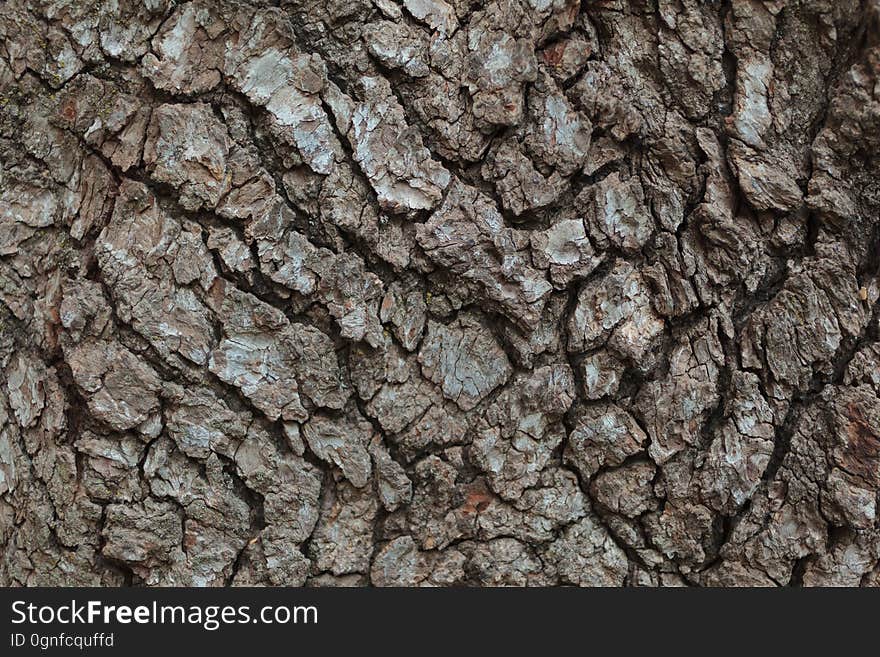 A macro shot of tree bark. A macro shot of tree bark.