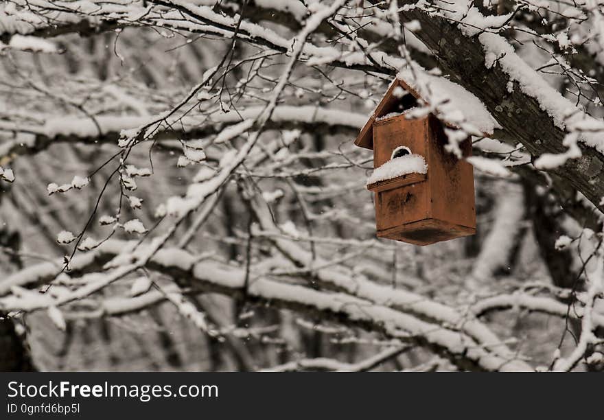 Birds nest fully snow. Birds nest fully snow