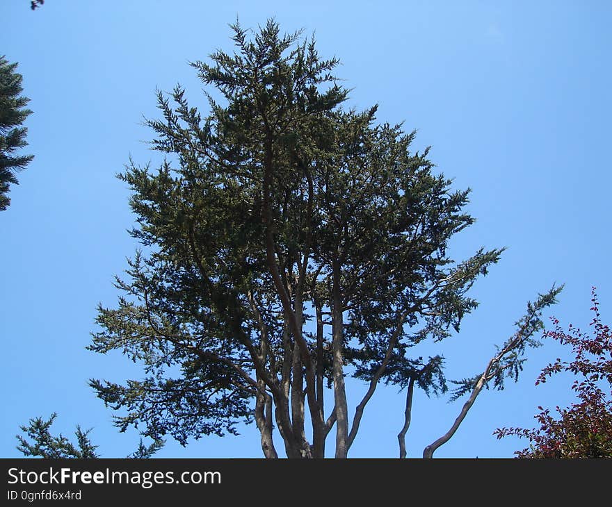 Sky, Larch, Natural landscape, Branch, Twig, Tree