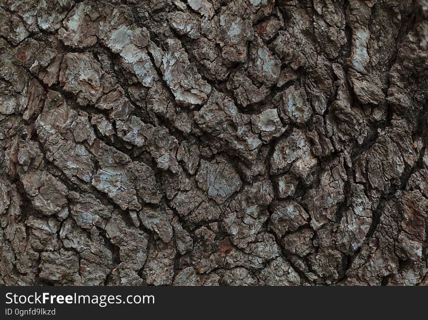 A macro shot of tree bark. A macro shot of tree bark.