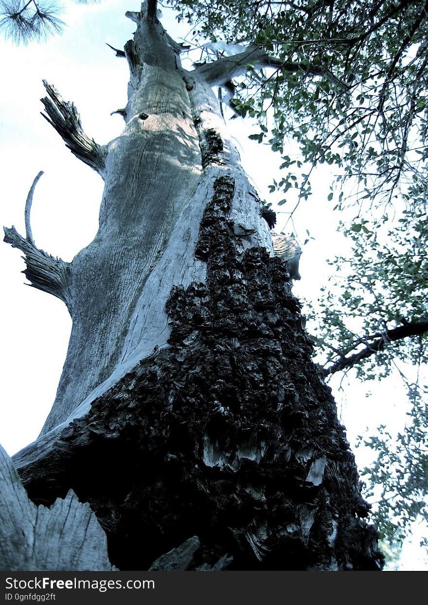 An old dead juniper tree washed through the desaturation and colorize filter. An old dead juniper tree washed through the desaturation and colorize filter