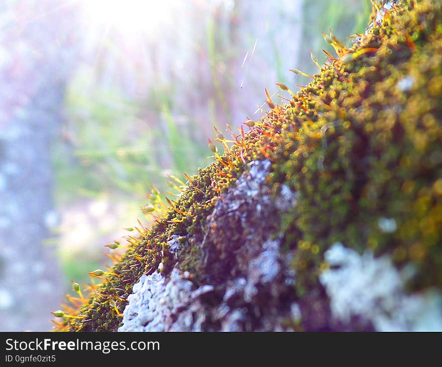 Macro of tiny mossy flowers & leaves, North Durras NSW Australia. Macro of tiny mossy flowers & leaves, North Durras NSW Australia