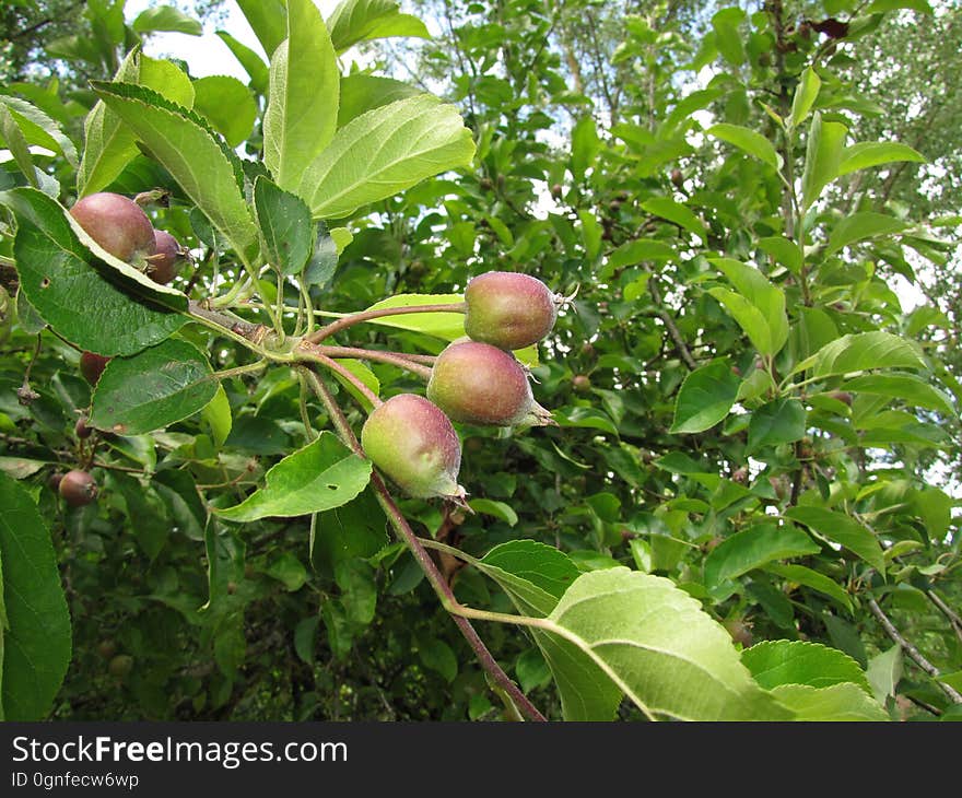 Food, Fruit, Branch, Plant, Woody plant, Produce