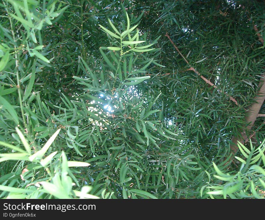 Larch, Terrestrial plant, Tree, Evergreen, Grass, Plant