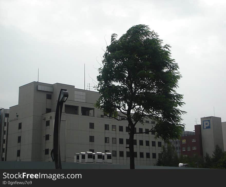 Sky, Cloud, Building, Window, Plant, Tree