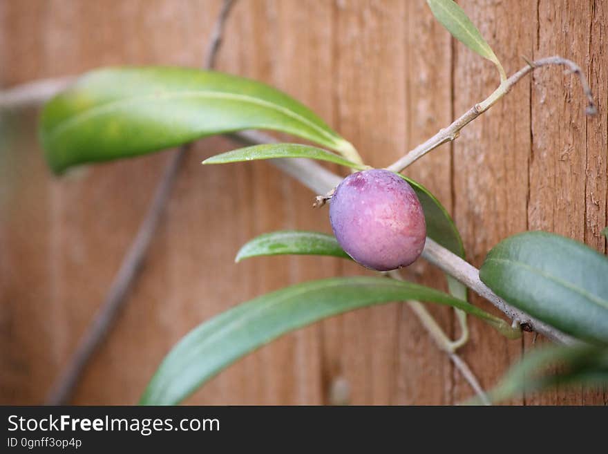 olive on our tree, trying to ripen in November. olive on our tree, trying to ripen in November