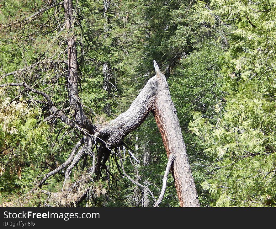 Plant, Twig, Tree, Wood, Terrestrial plant, Trunk