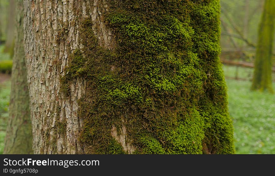 moss, bark. moss, bark