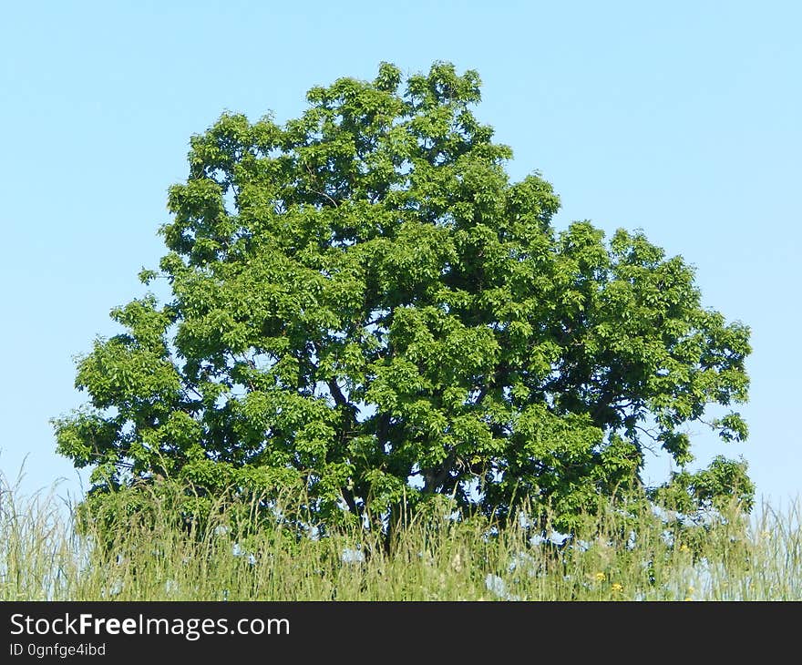 Sky, Plant, Natural landscape, Tree, Woody plant, Evergreen