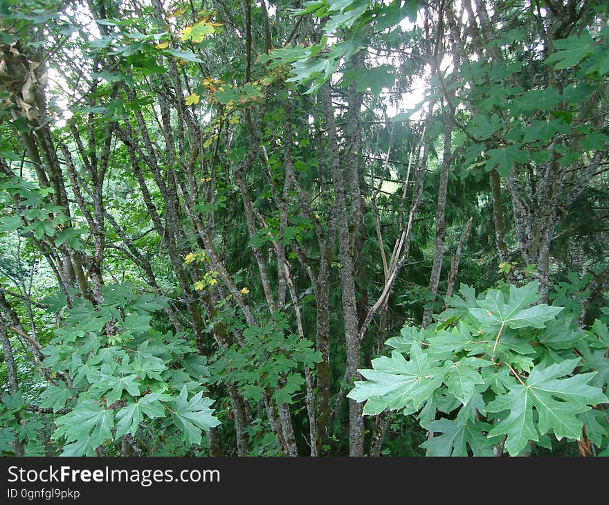 Plant, Terrestrial plant, Tree, Natural landscape, Groundcover, Flowering plant