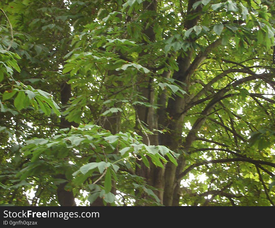 Terrestrial plant, Tree, Twig, Plant, Forest, Flowering plant