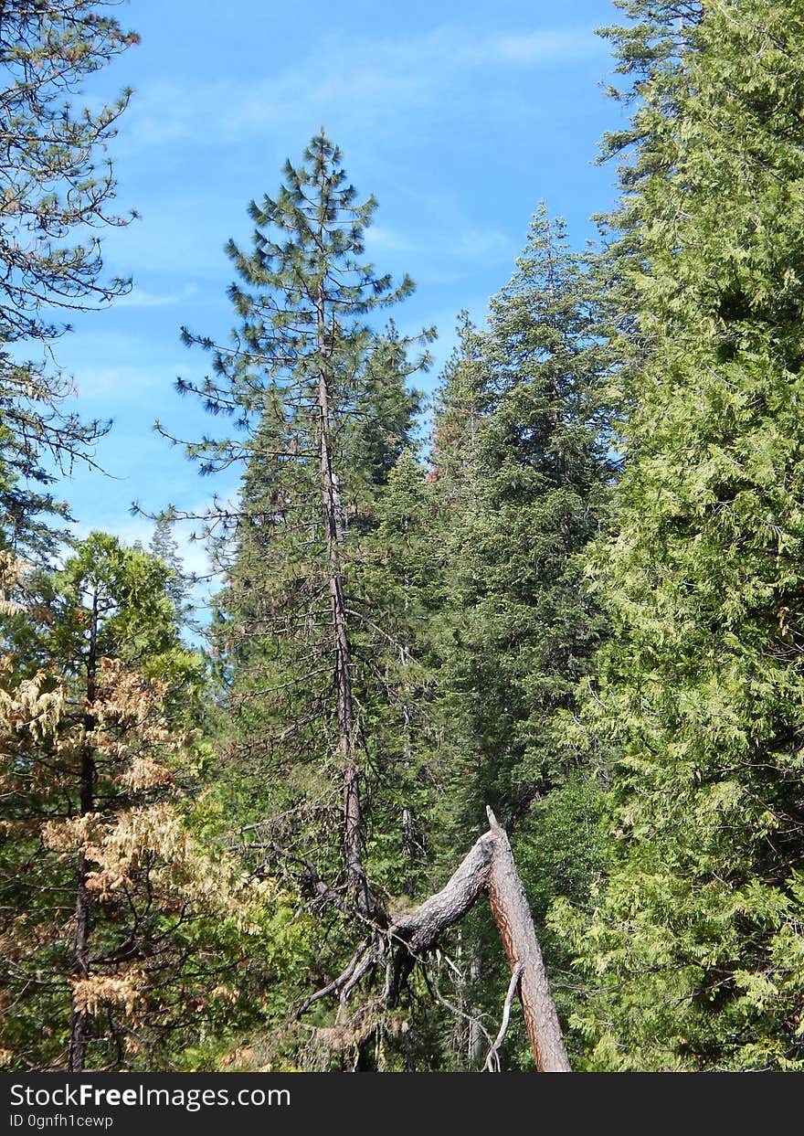 Sky, Cloud, Larch, Terrestrial plant, Plant, Tree