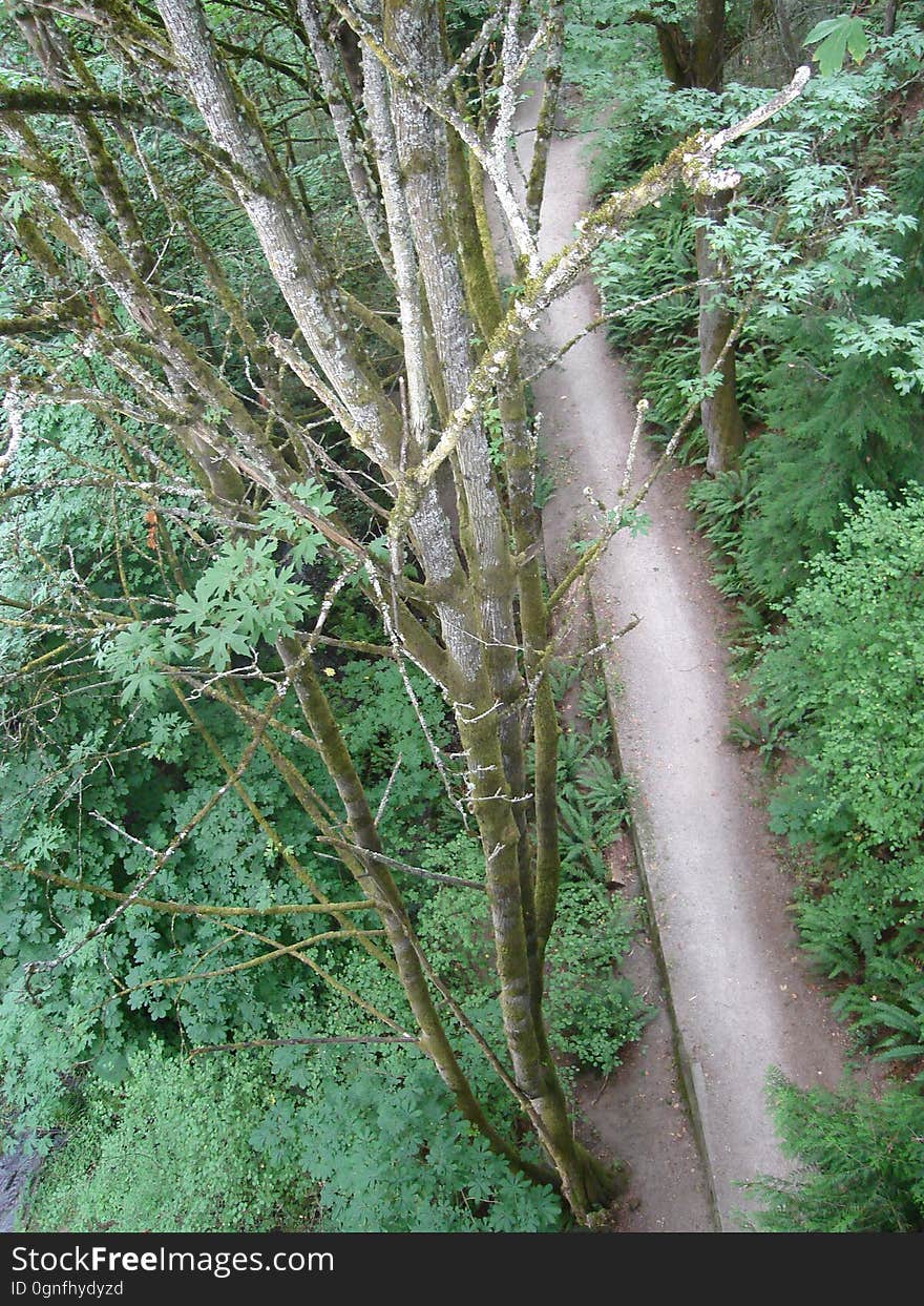 Wood, Plant, Trunk, Terrestrial plant, Natural landscape, Twig