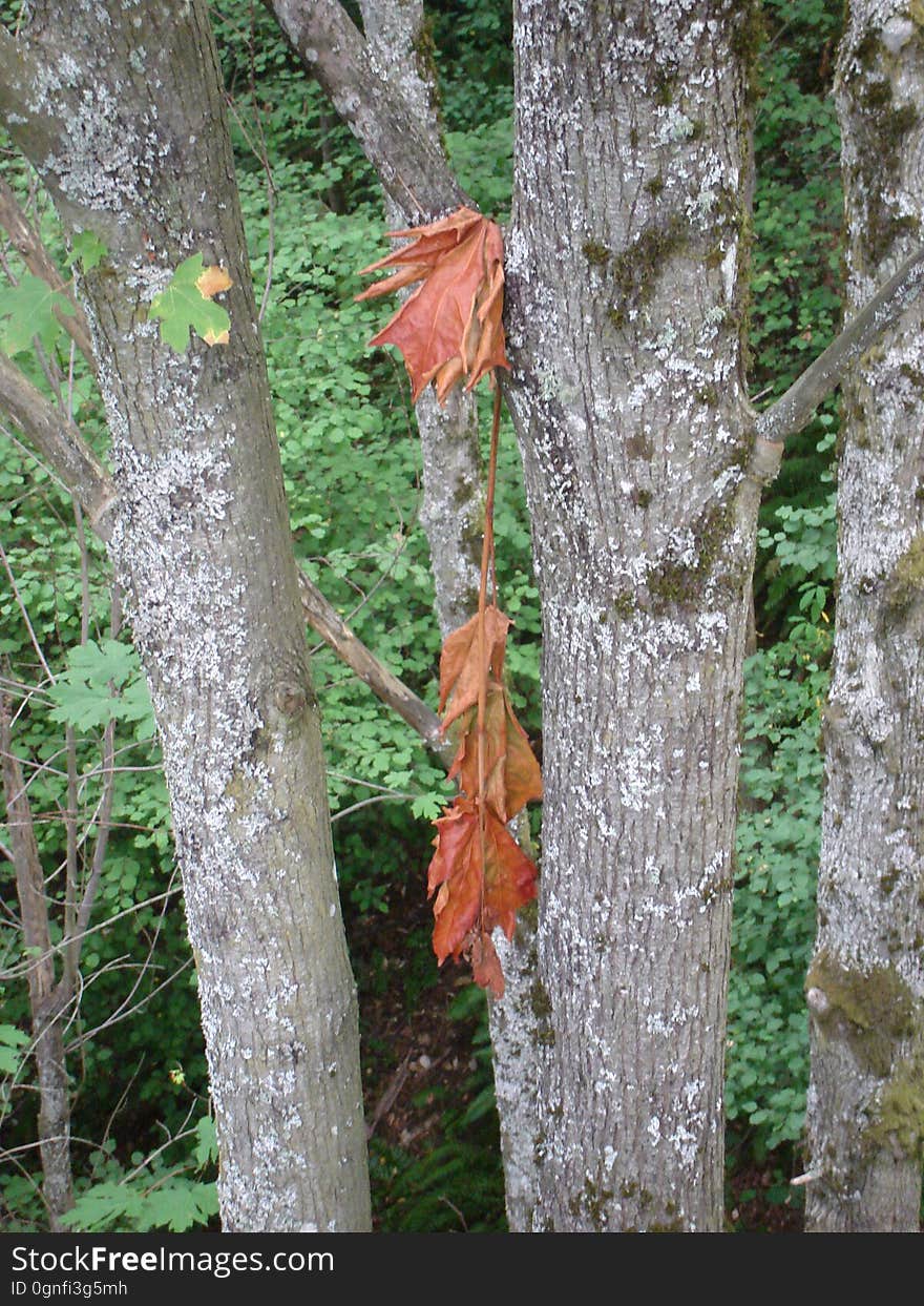 Tree, Wood, Branch, Trunk, Terrestrial plant, Plant