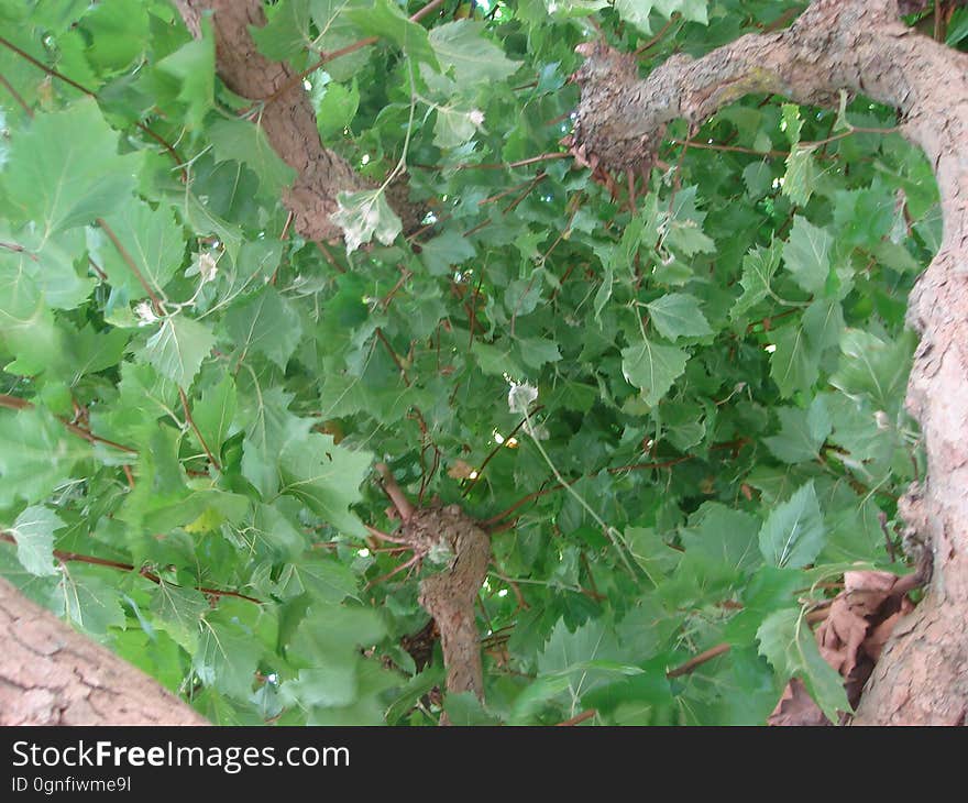 Plant, Leaf, Woody plant, Groundcover, Grass, Flowering plant