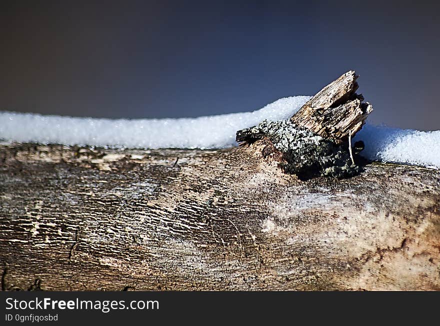 One thin line of snow remains on the top of a branch &#x28;not quite yet a log&#x29;. One thin line of snow remains on the top of a branch &#x28;not quite yet a log&#x29;.