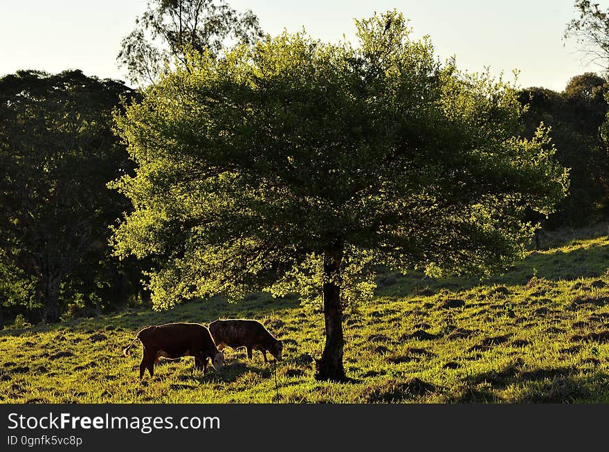 Vacas pastando bajo el arbol. Vacas pastando bajo el arbol