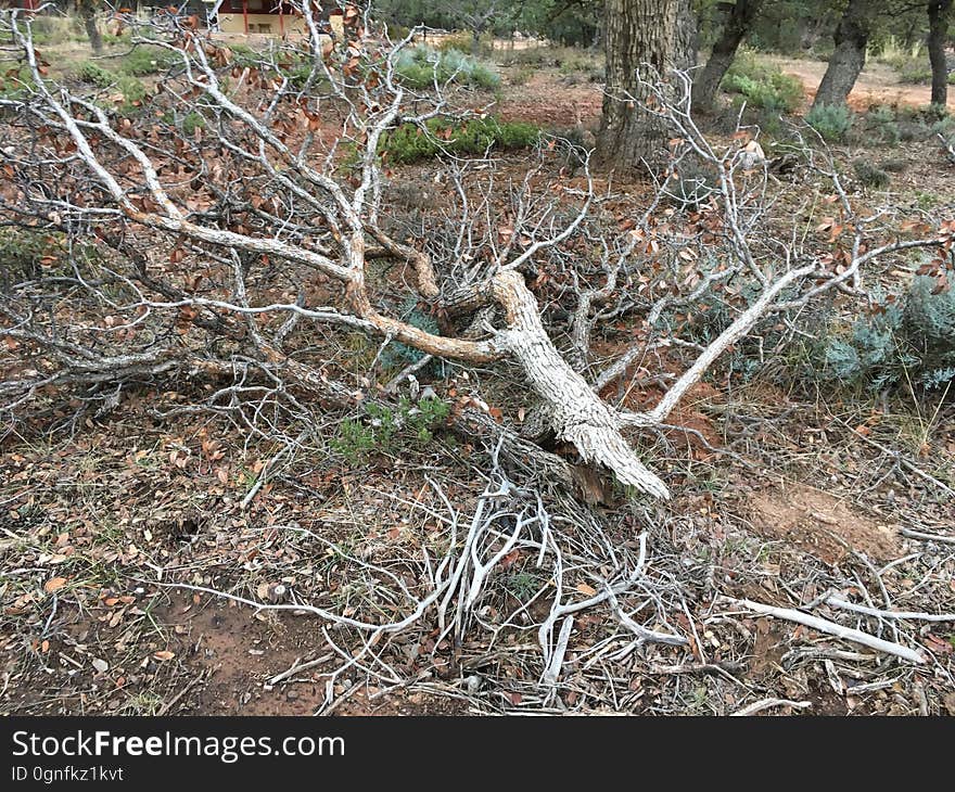 Freshly Fallen Limb