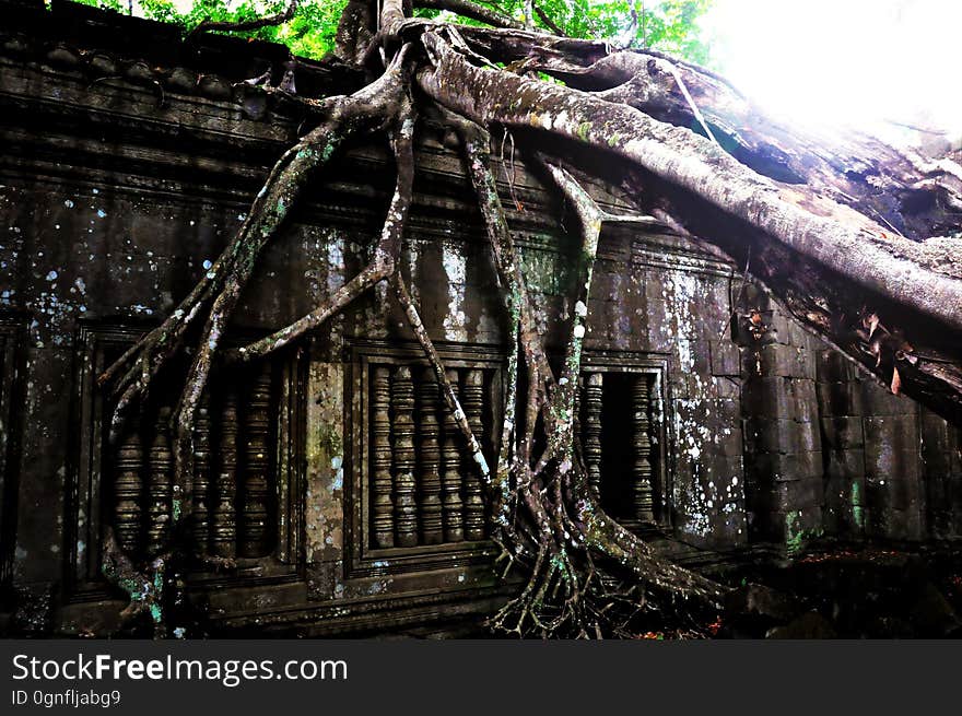 Boeng Mealea Jungle temple. Boeng Mealea Jungle temple