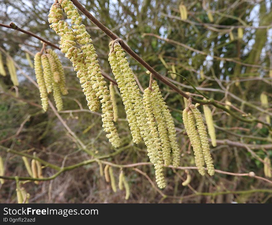 Hazel catkins