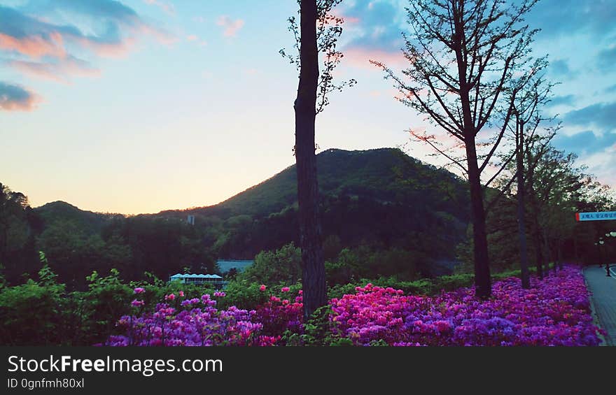 sunset Azarea　철쭉　ツツジ View from the 천주청평수련원 天宙清平修錬苑 Cheongpyeong Heaven and Earth Training Center - - - - - - - - - - 참父母님 文鮮明♡韓鶴子 - - - - - - - - - - True Parents&#x27; Seorak 2016 on flickr Instagram. sunset Azarea　철쭉　ツツジ View from the 천주청평수련원 天宙清平修錬苑 Cheongpyeong Heaven and Earth Training Center - - - - - - - - - - 참父母님 文鮮明♡韓鶴子 - - - - - - - - - - True Parents&#x27; Seorak 2016 on flickr Instagram