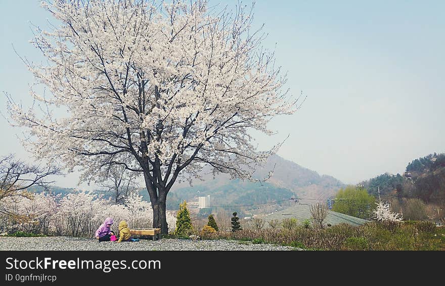 Cherry Blossoms　벚꽃　桜 참父母님 文鮮明♡韓鶴子 - - - - - - - - - - True Parents&#x27; Seorak 2016 on flickr Instagram. Cherry Blossoms　벚꽃　桜 참父母님 文鮮明♡韓鶴子 - - - - - - - - - - True Parents&#x27; Seorak 2016 on flickr Instagram