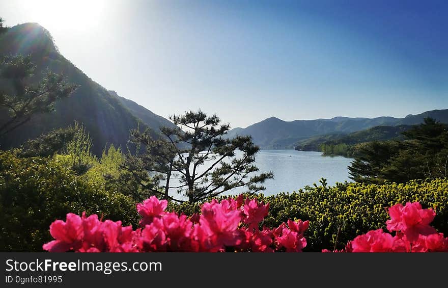 azalea　철쭉　ツツジ View from the 천주청평수련원 天宙清平修錬苑 Cheongpyeong Heaven and Earth Training Center - - - - - - - - - - 참父母님 文鮮明♡韓鶴子 - - - - - - - - - - True Parents&#x27; Seorak 2017 on flickr Instagram. azalea　철쭉　ツツジ View from the 천주청평수련원 天宙清平修錬苑 Cheongpyeong Heaven and Earth Training Center - - - - - - - - - - 참父母님 文鮮明♡韓鶴子 - - - - - - - - - - True Parents&#x27; Seorak 2017 on flickr Instagram