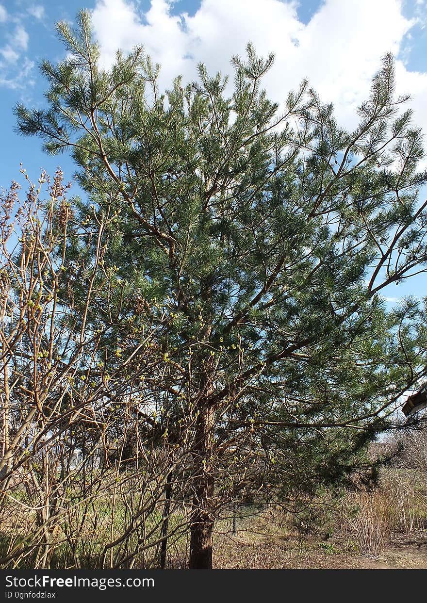 Cloud, Plant, Sky, Plant community, Twig, Tree