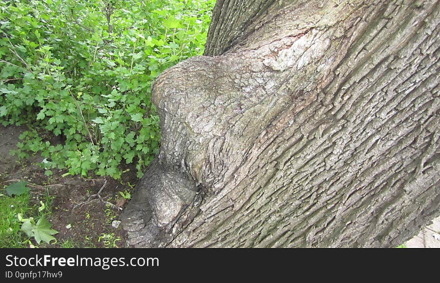 Tree Nose