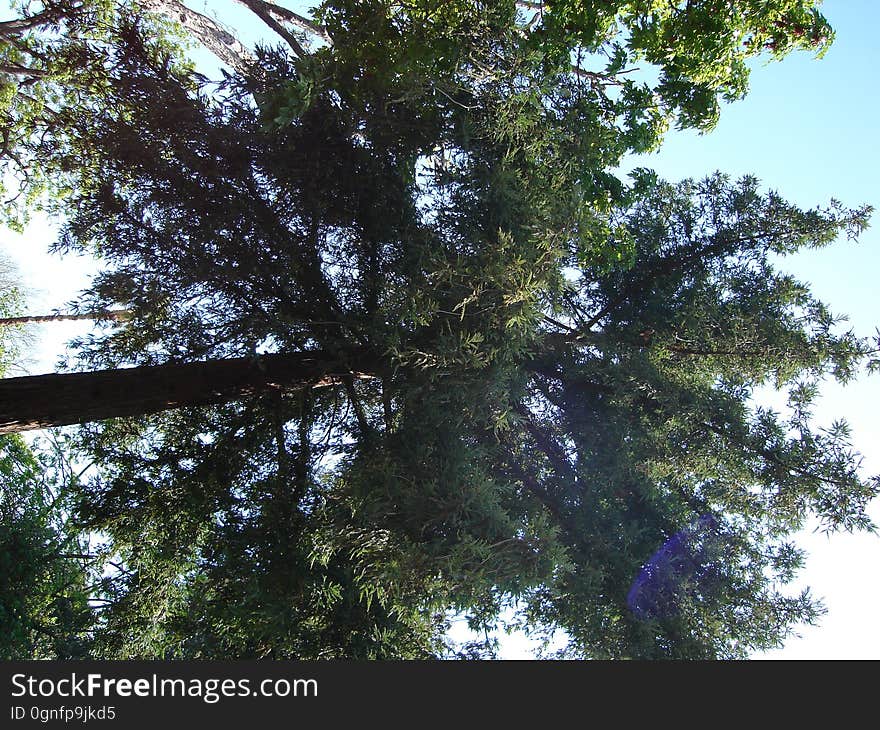 Sky, Twig, Trunk, Terrestrial plant, Tree, Evergreen