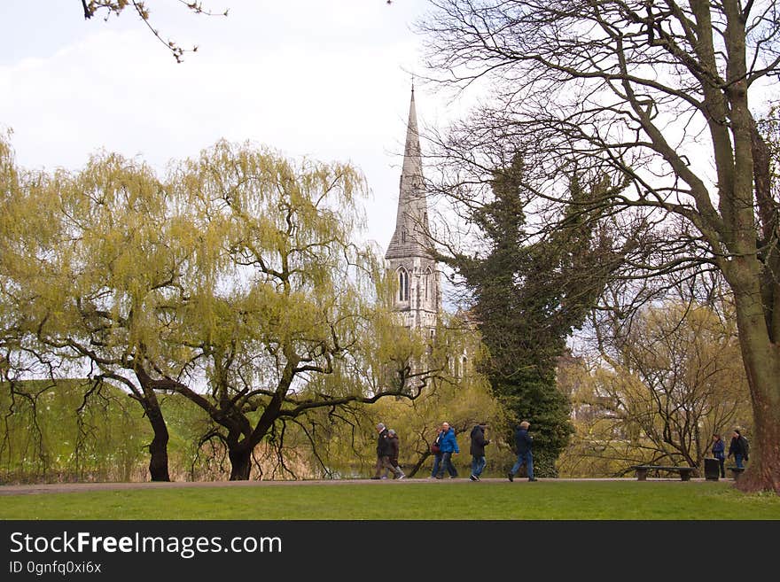 Willow tree with light green leaves. Willow tree with light green leaves