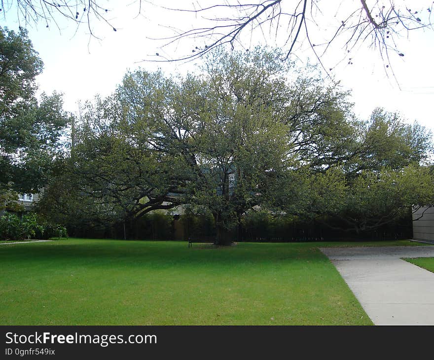 Sky, Plant, Green, Natural landscape, Branch, Grass