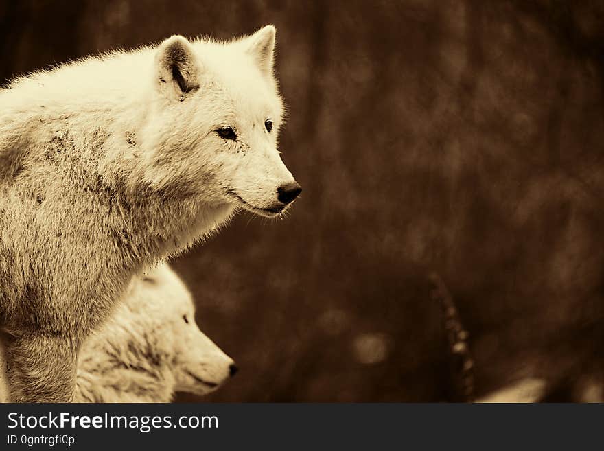 A pair of wolves stand outdoors.