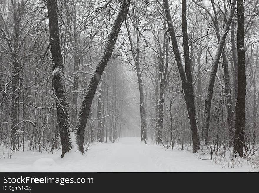 Gray Scale Photo of Trees on Snow