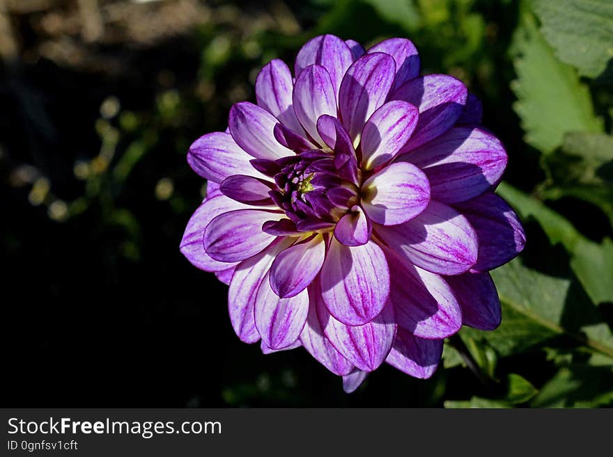 Purple Flower Shallow Focus Photography