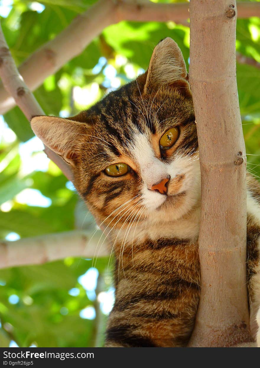 Cat on Tree Branch during Daytime Focus Photography