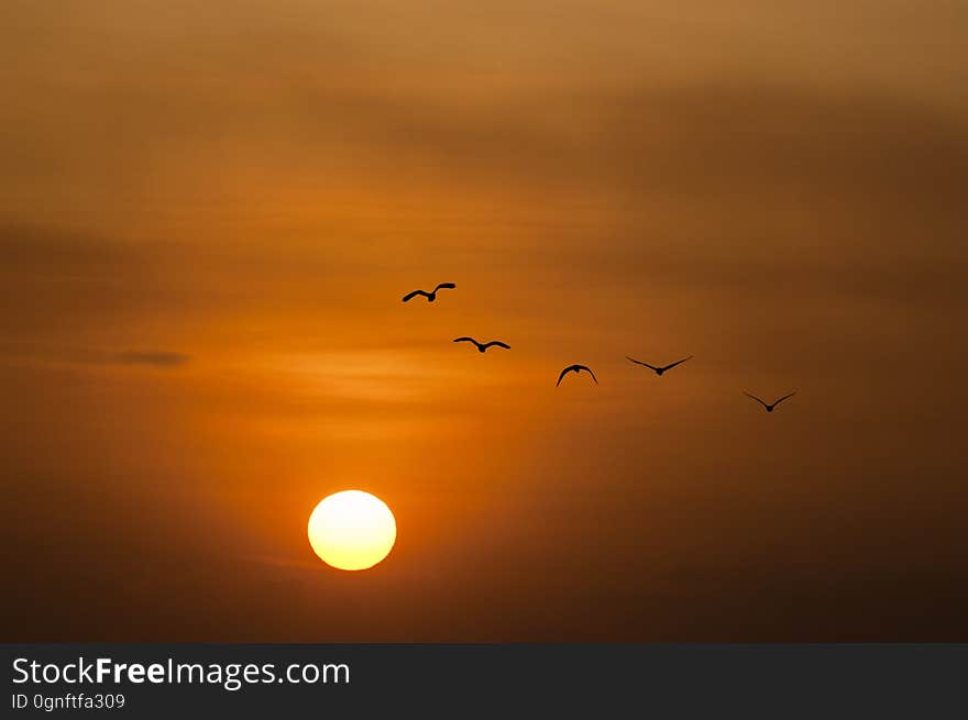 Birds Silhouette during Sunset