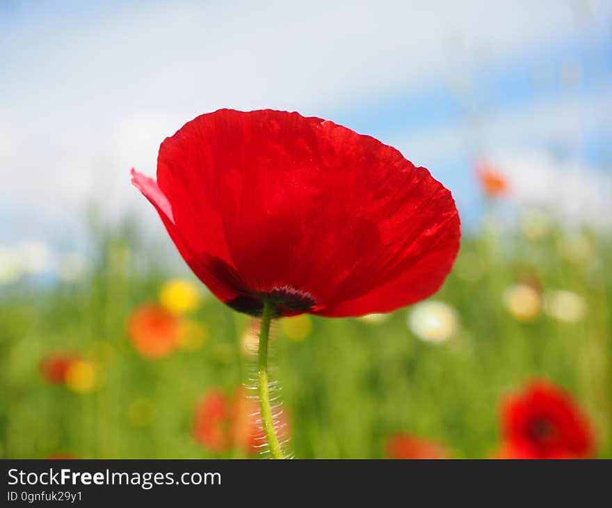 Close Up Photo of Red Petalled Flower during Daytime