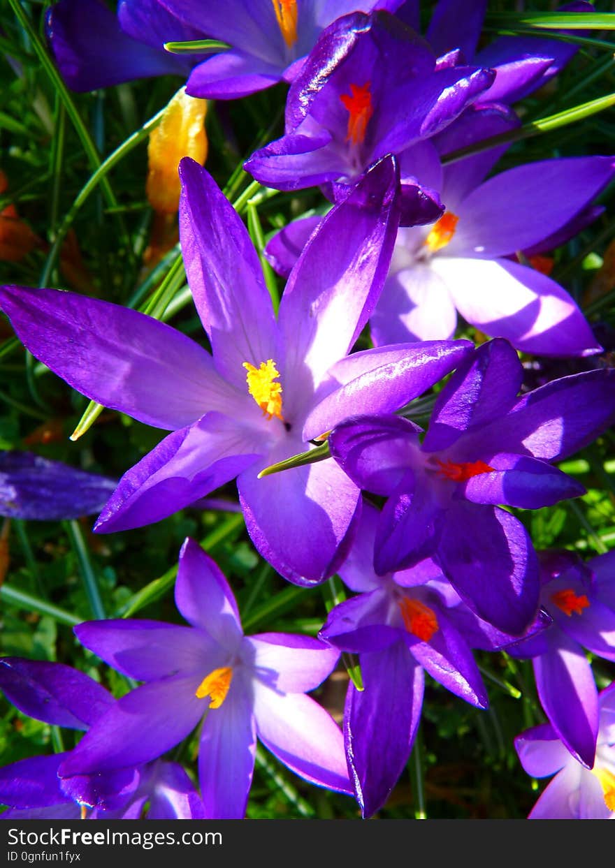 Purple Yellow Petaled Flowers